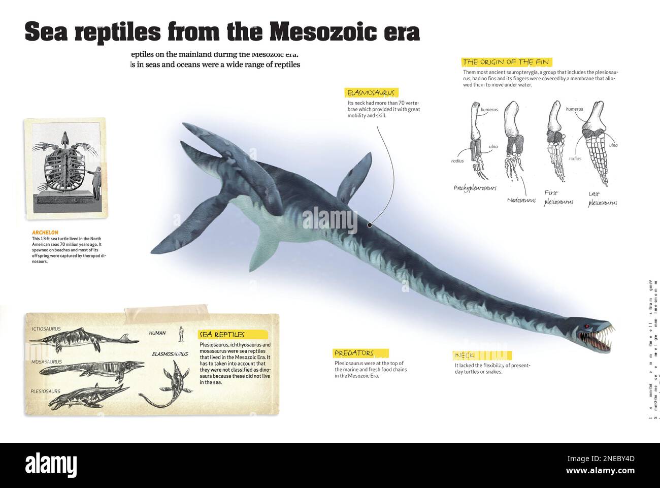 Infografiken über die Reptilien, die während der Mesozoik in den Meeren und Ozeanen lebten. [QuarkXPress (.qxp); 4842x3248]. Stockfoto