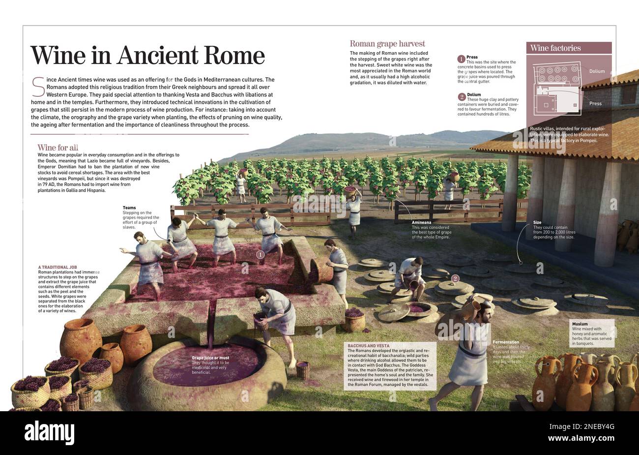 Infografik über die Entstehung und den Konsum von Wein im antiken Rom (1. Jahrhundert). [Adobe InDesign (.indd); 4960x8503]. Stockfoto