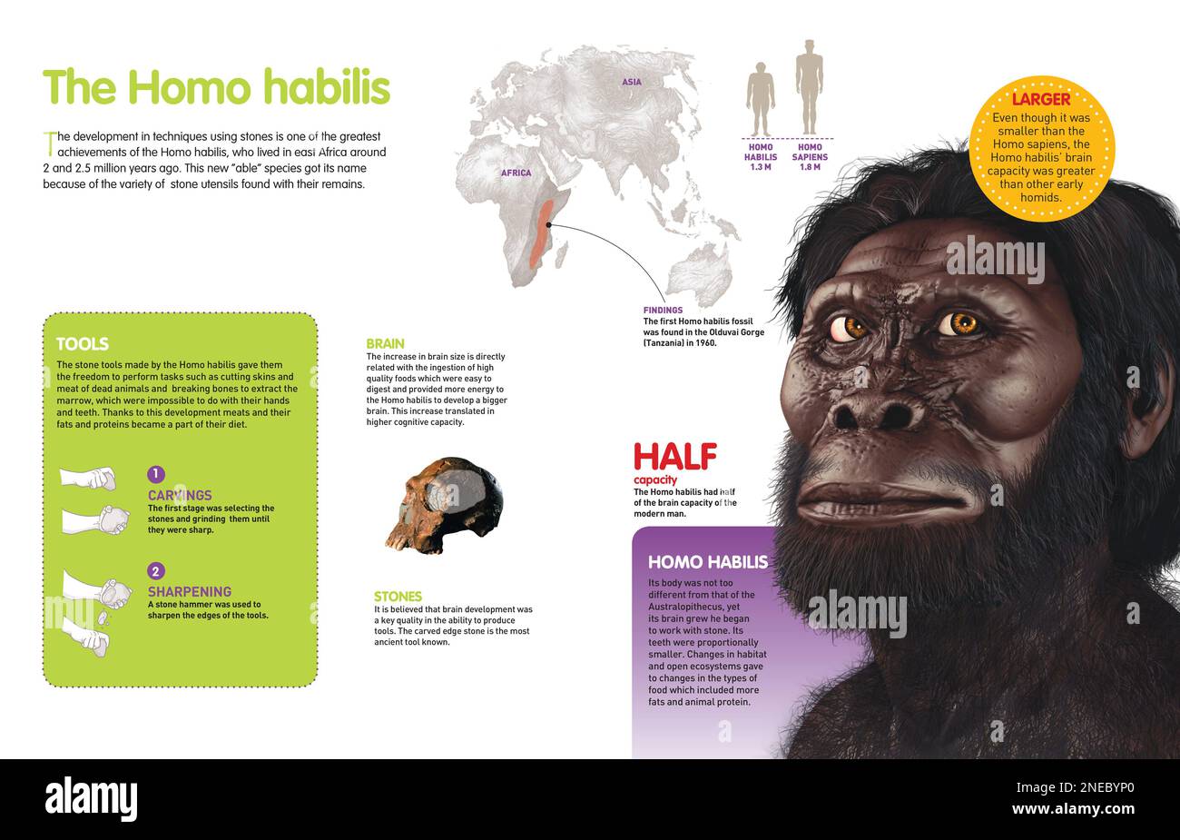 Infografik über die Homo habilis, ein Hominid, der vor 2-2,5 Millionen Jahren auf der Erde lebte. [QuarkXPress (.qxp); Adobe InDesign (.indd); 4960x3188]. Stockfoto