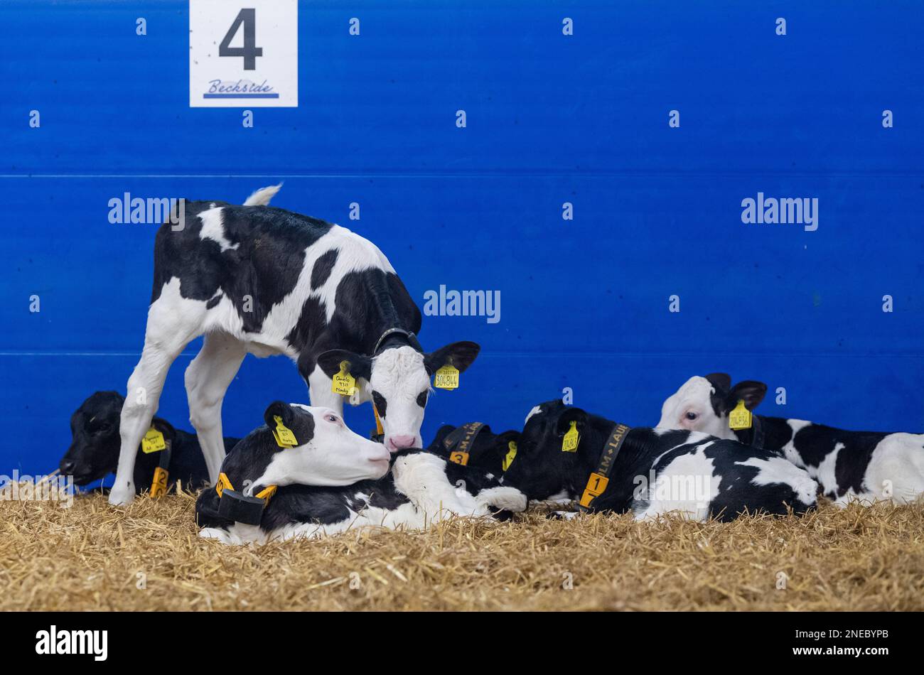 Gesunde Milchkälber auf Strohbett in einem speziell entworfenen Stall. Cumbria, Großbritannien. Stockfoto