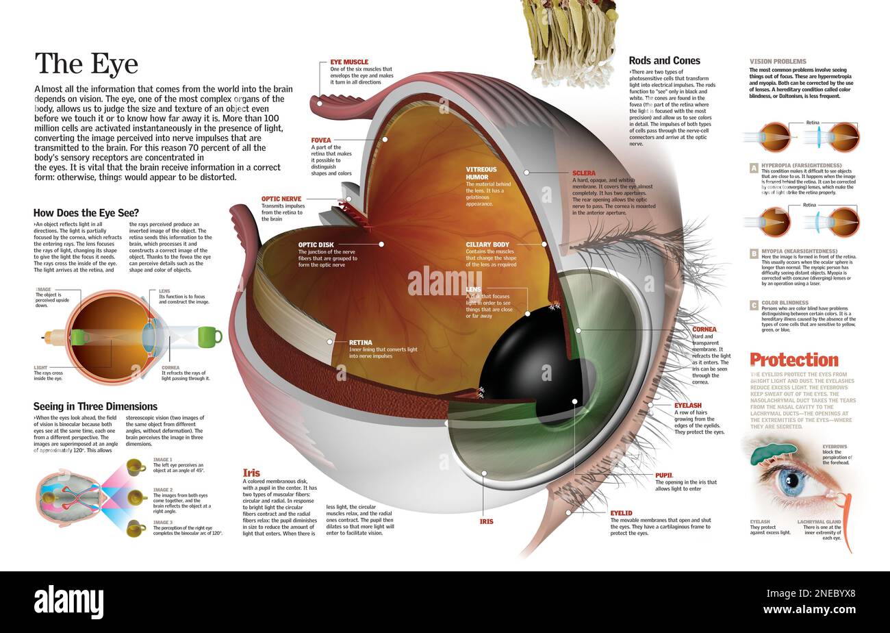Infografik der Teile des menschlichen Auges, ihrer Funktion und der häufigsten Augendefekte. [QuarkXPress (.qxp); 6259x4015]. Stockfoto