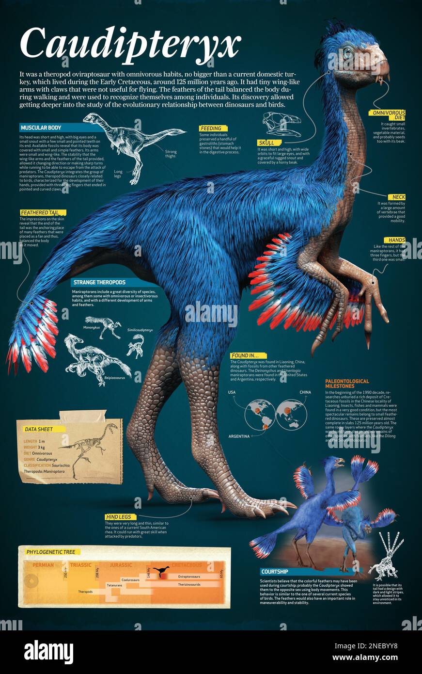 Infografik des Caudipteryx, einem Theropod oviraptosaurier, der während der frühen Kreidezeit vor etwa 125 Millionen Jahren lebte. [Adobe InDesign (.indd); 6496x9685]. Stockfoto