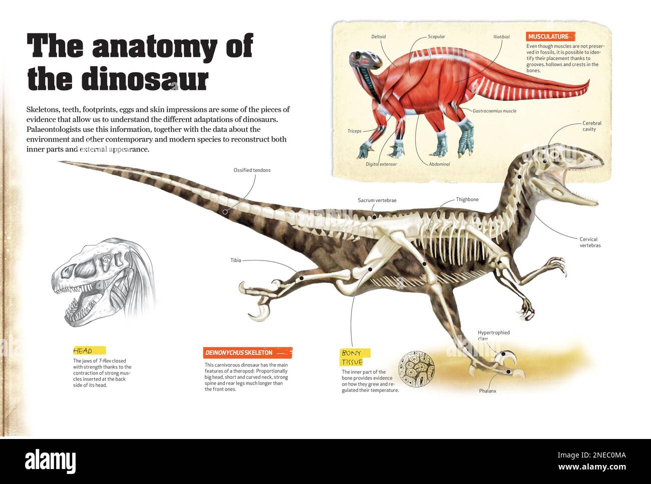 Infografiken mit einer Rekonstruktion des Skeletts, der Köpfe und der