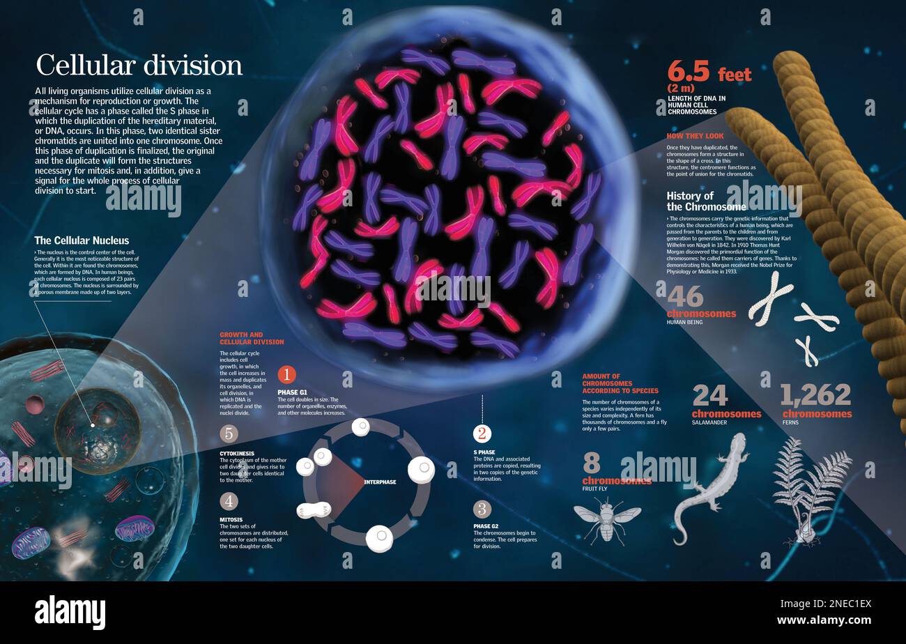 Infografik der Phase der Replikation (Duplizierung) von Erbgut oder DNA im Zellkern während des Prozesses der Zellteilung. [QuarkXPress (.qxp); 6259x4015]. Stockfoto