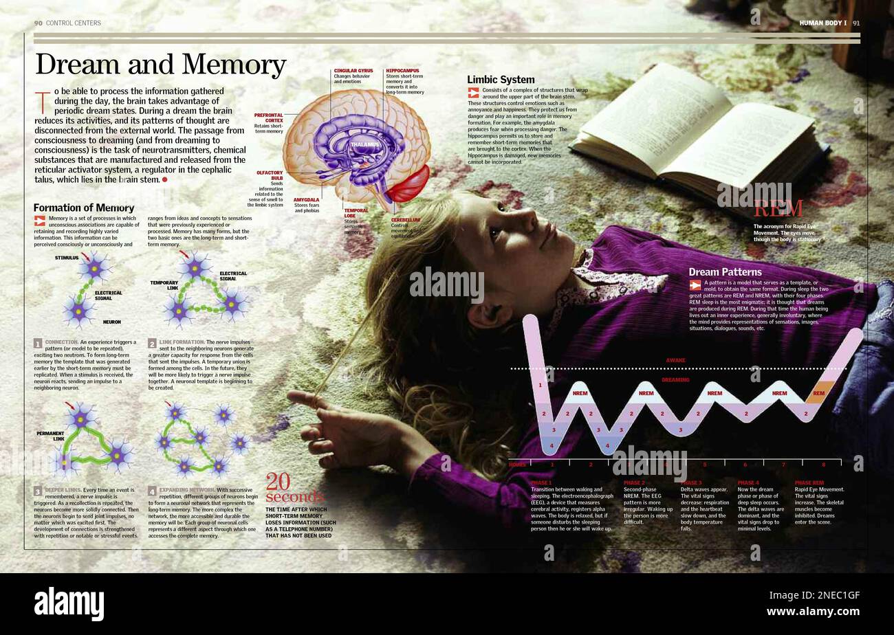 El sistema límbico controla la memoria y el sueño. La lámina ofrece imágenes de las regiones cerebrales implicadas, de las conexiones neuronales que crean la memoria y de un encefalograma de las fases del sueño. [6259x4015]. Stockfoto