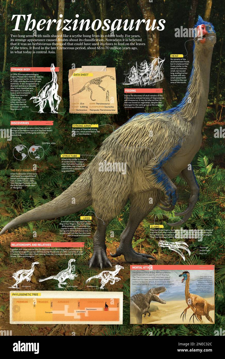 Infografik über den Therizinosaurus, einen Theropod-Dinosaurier, der die Erde vor etwa 65 bis 70 Millionen Jahren in der späten Kreidezeit bewohnte. [Adobe InDesign (.indd); 6496x9685]. Stockfoto