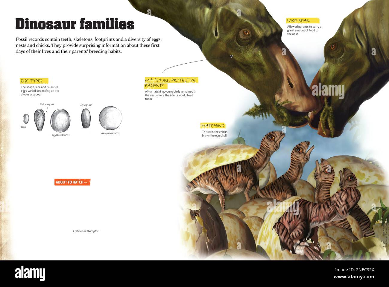 Infografiken über die Zuchtgewohnheiten der Dinosaurier und Unterschiede zwischen den Eiern verschiedener Arten. [QuarkXPress (.qxp); 4842x3248]. Stockfoto