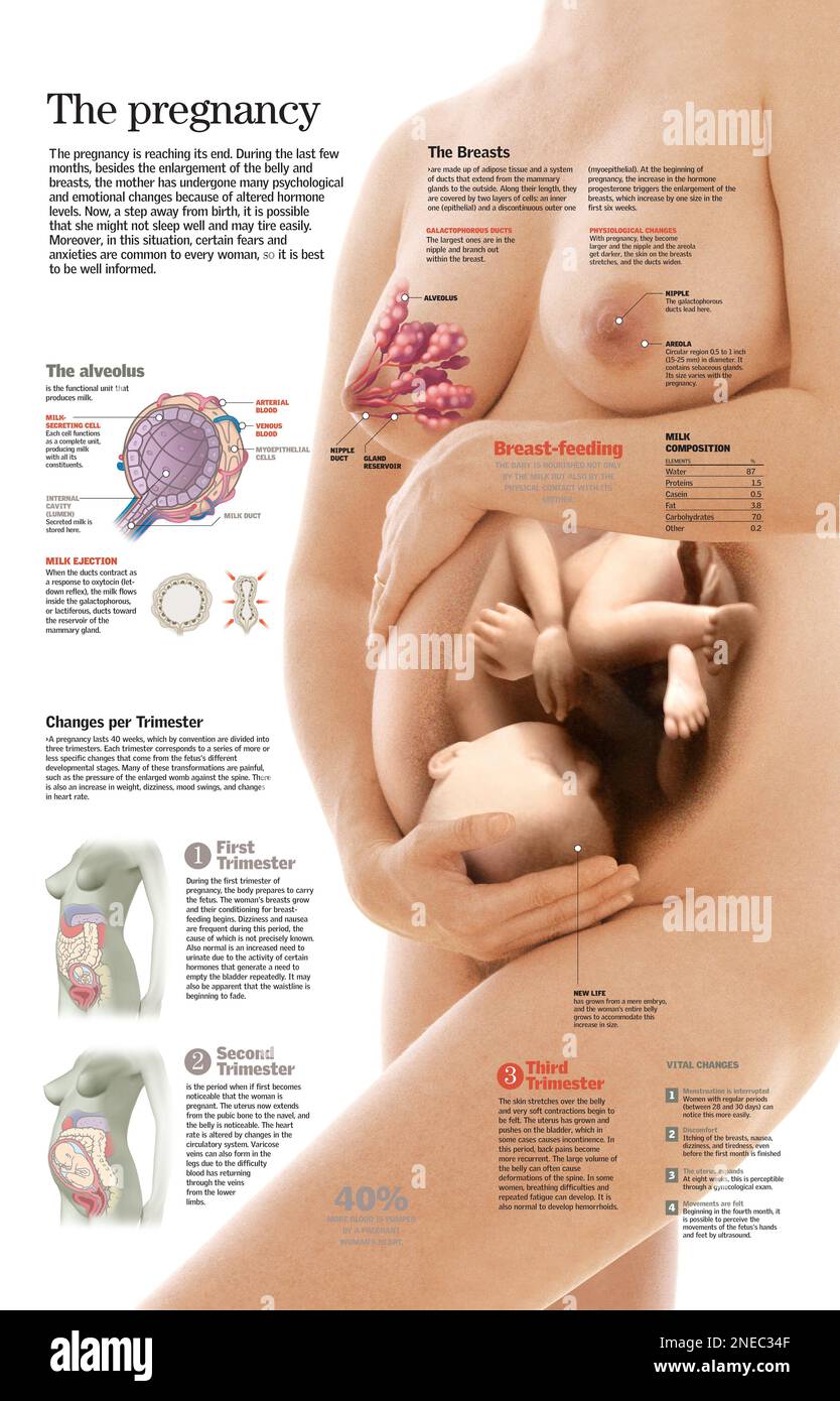 Infografik der Schwangerschaftsphasen und ihrer damit verbundenen physikalischen und hormonellen Veränderungen. [QuarkXPress (.qxp); 6259x4015]. Stockfoto
