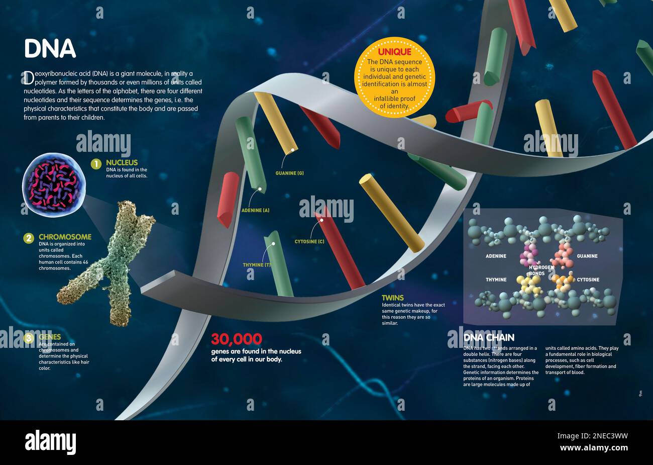 Infografik, in der die Struktur der DNA und ihre Zusammensetzung beschrieben werden. [QuarkXPress (.qxp); Adobe InDesign (.indd); QuarkXPress (.qxd); 4960 x 3188]. Stockfoto