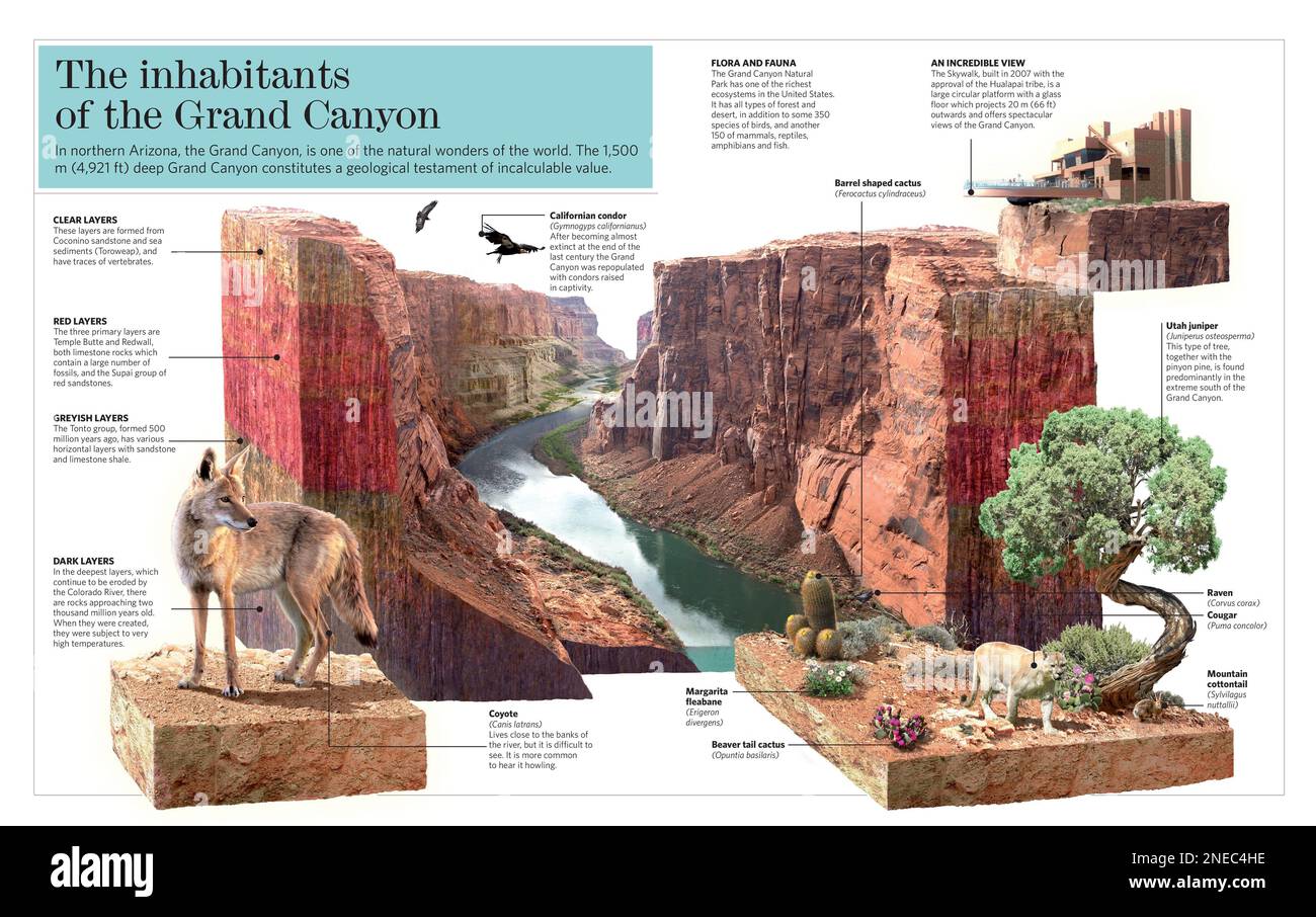 Infografik zum Grand Canyon und seiner Vielfalt an Fauna und Flora. [Adobe InDesign (.indd); 5078x3188]. Stockfoto