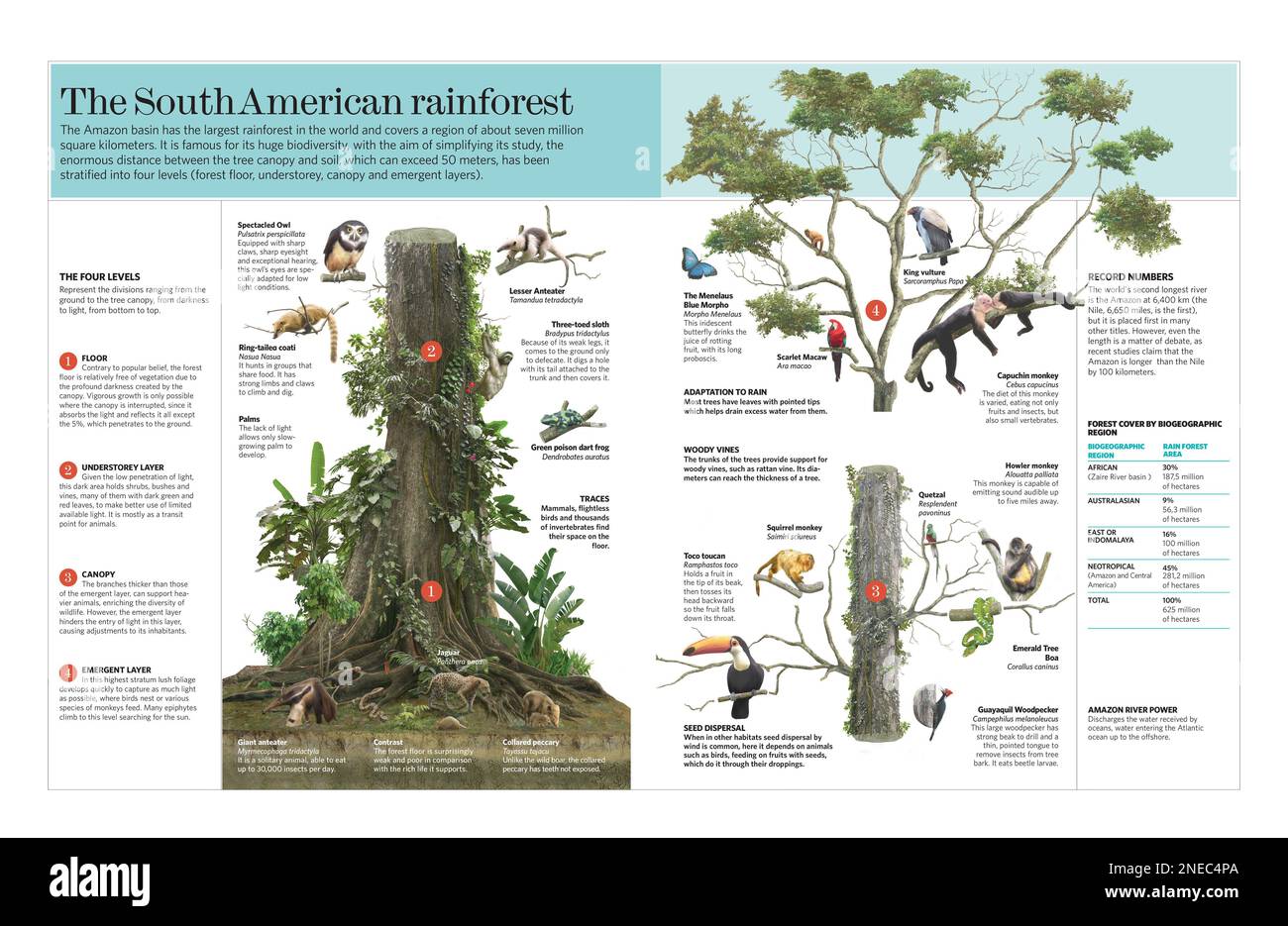 Infografik über die Merkmale und Fauna des südamerikanischen Tropenwaldes. [QuarkXPress (.qxp); Adobe InDesign (.indd); 5669x3661]. Stockfoto