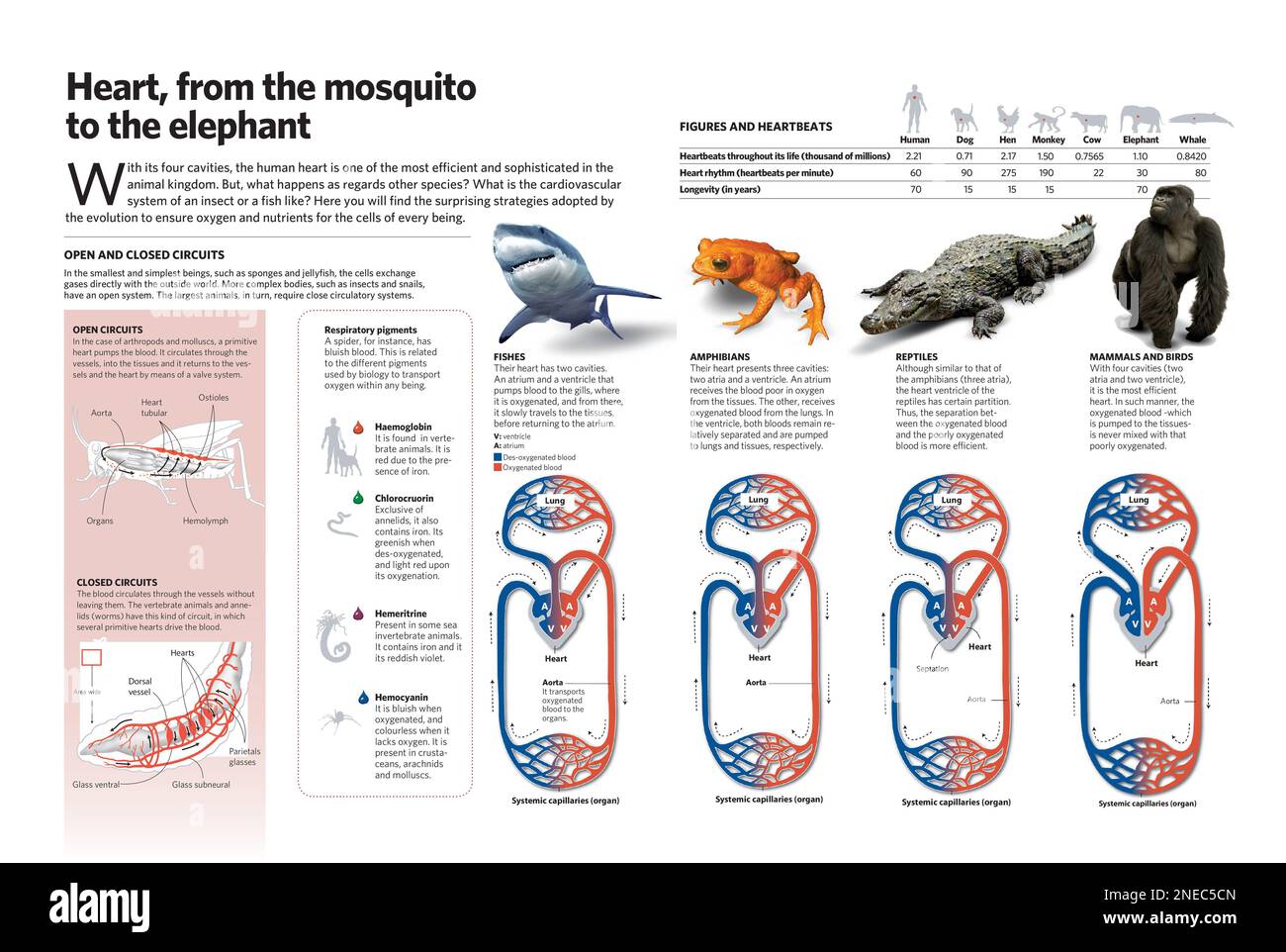 Infografik über das Herz-Kreislauf-System von Insekten, Fischen, Amphibien, Reptilien, Säugetieren und Vögeln; Verglichen mit Menschen. [Adobe InDesign (.indd)]. Stockfoto