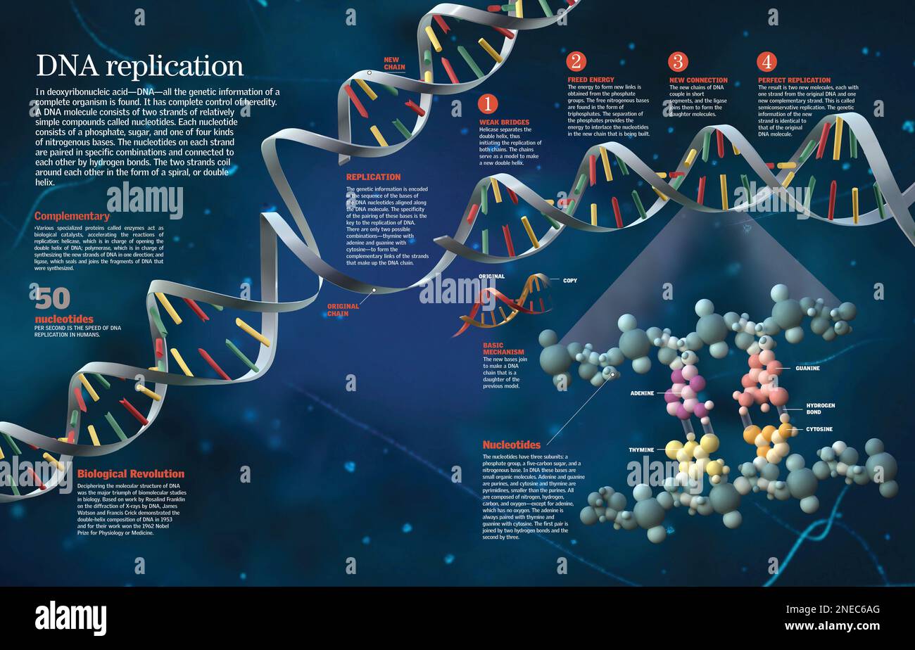 Infografik über die Zusammensetzung der DNA und den Prozess, mit dem sie sich selbst repliziert, um neue und identische Zellen zu erzeugen. [QuarkXPress (.qxp); 6259x4015]. Stockfoto