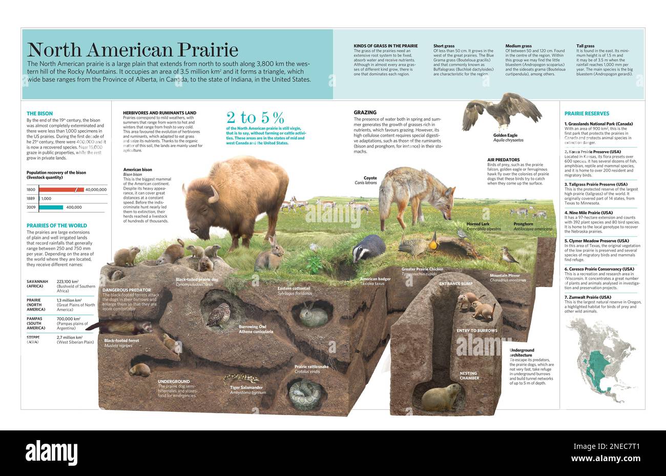 Infografik über die klimatischen Eigenschaften, Flora und Fauna der nordamerikanischen Prärie. [QuarkXPress (.qxp); Adobe InDesign (.indd); QuarkXPress (.qxd); 5669x3661]. Stockfoto