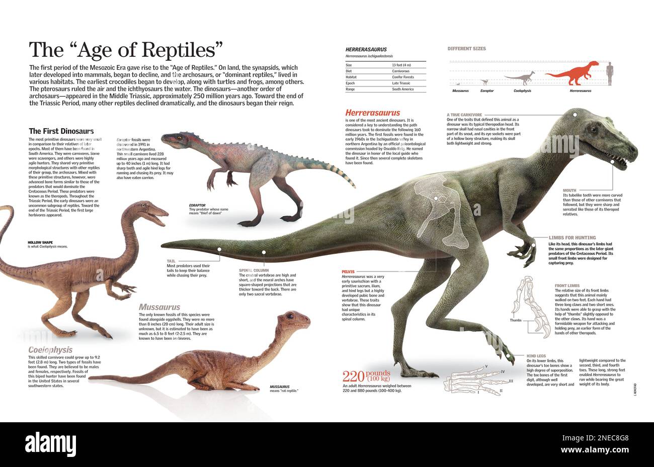 Infografik der Dinosaurier, die in der Triassic-Zeit lebten. [QuarkXPress (.qxd); 6259x4015]. Stockfoto