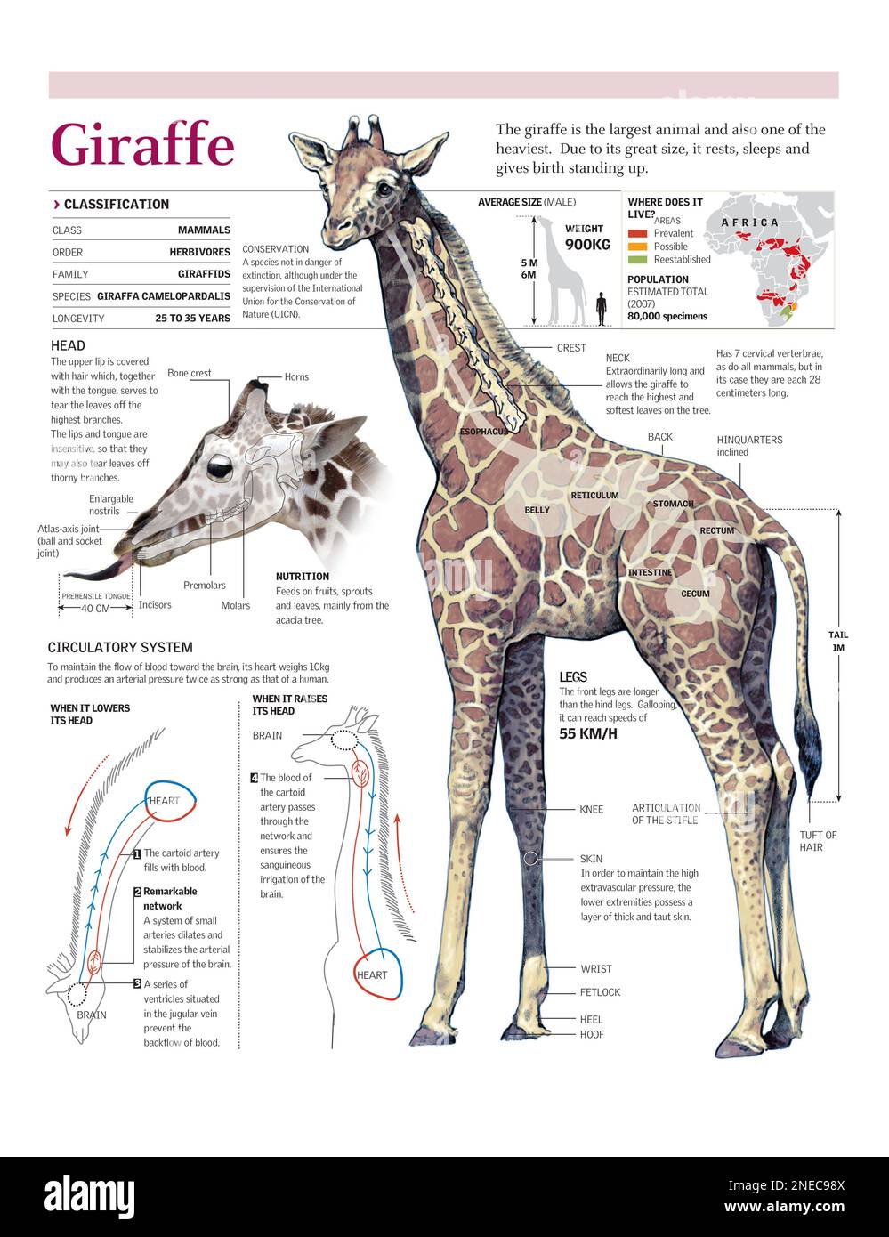 Infografiken zur Verteilung, Anatomie, Skelett und Kreislaufsystem der ...
