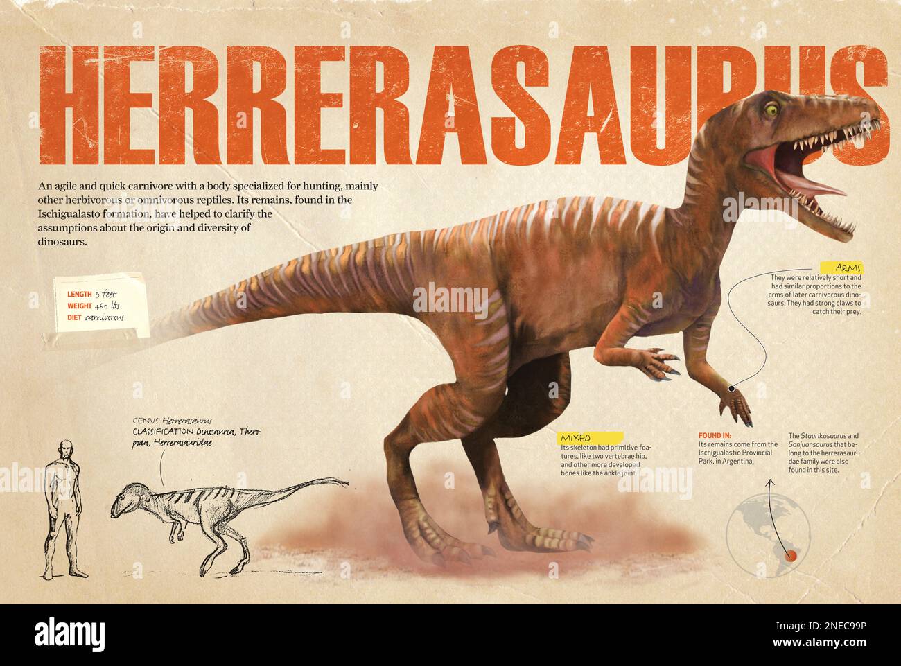 Infografiken mit einigen der physischen Merkmale des Herrerasaurus, eines fleischfressenden Dinosauriers aus der Triassic-Zeit, dessen fossile Überreste in der geologischen Formation Ischigualasto in Argentinien gefunden wurden. [QuarkXPress (.qxp); 4842x3248]. Stockfoto