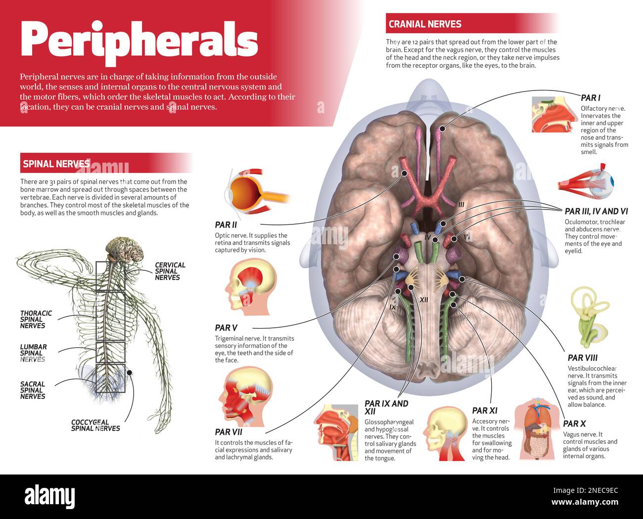 Infographie peripherer Nerven. [Adobe InDesign (.indd); 4795x3543]. Stockfoto