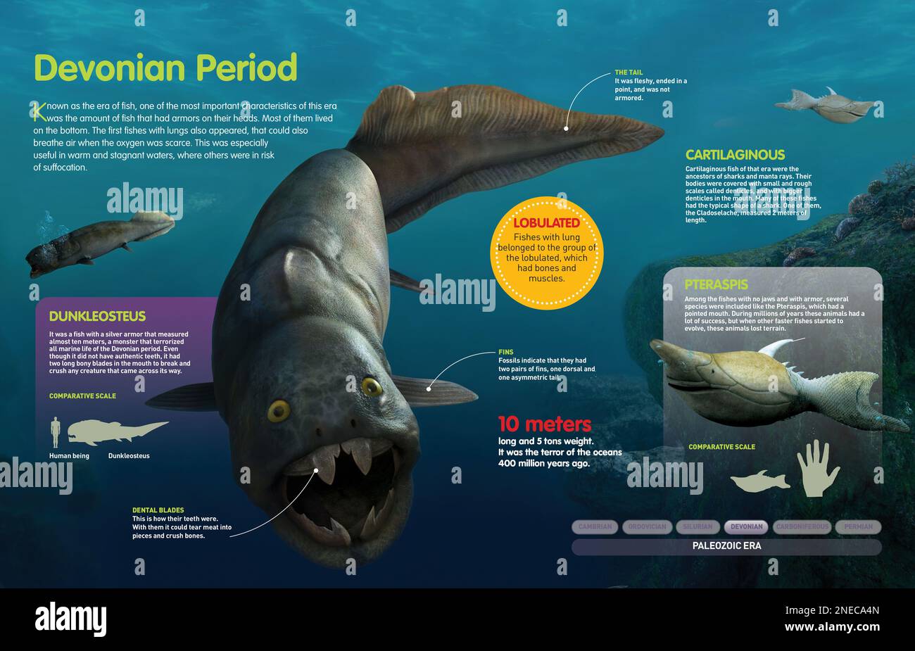 Infografik der Fische, die während der Devonischen Zeit (vor 416 Millionen Jahren) lebten. [QuarkXPress (.qxp); 4960 x 3188]. Stockfoto