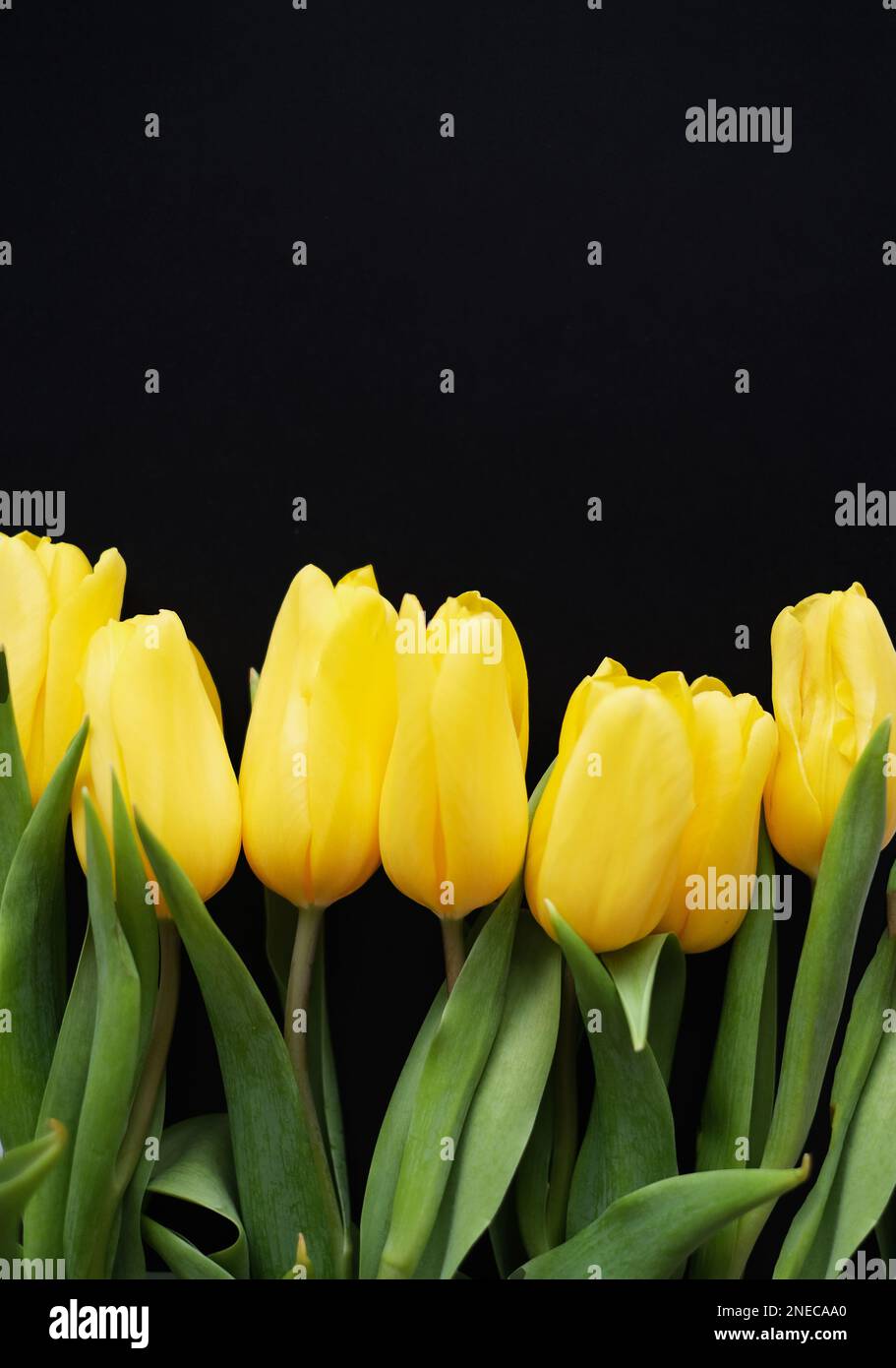 Blumenzusammensetzung. Gelbe Tulpenblüten auf schwarzem Hintergrund. Frühlings- und Sommerkonzept Stockfoto