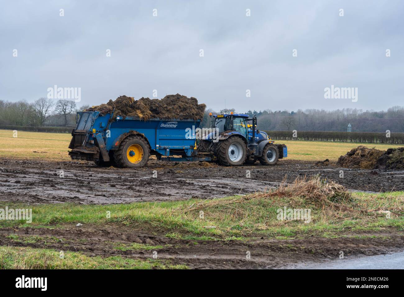 Landwirt, der Schweine- und Kuhmist auf Feldern mit landwirtschaftlichen Maschinen auf einem Norfolk Field England UK ausbringt Stockfoto