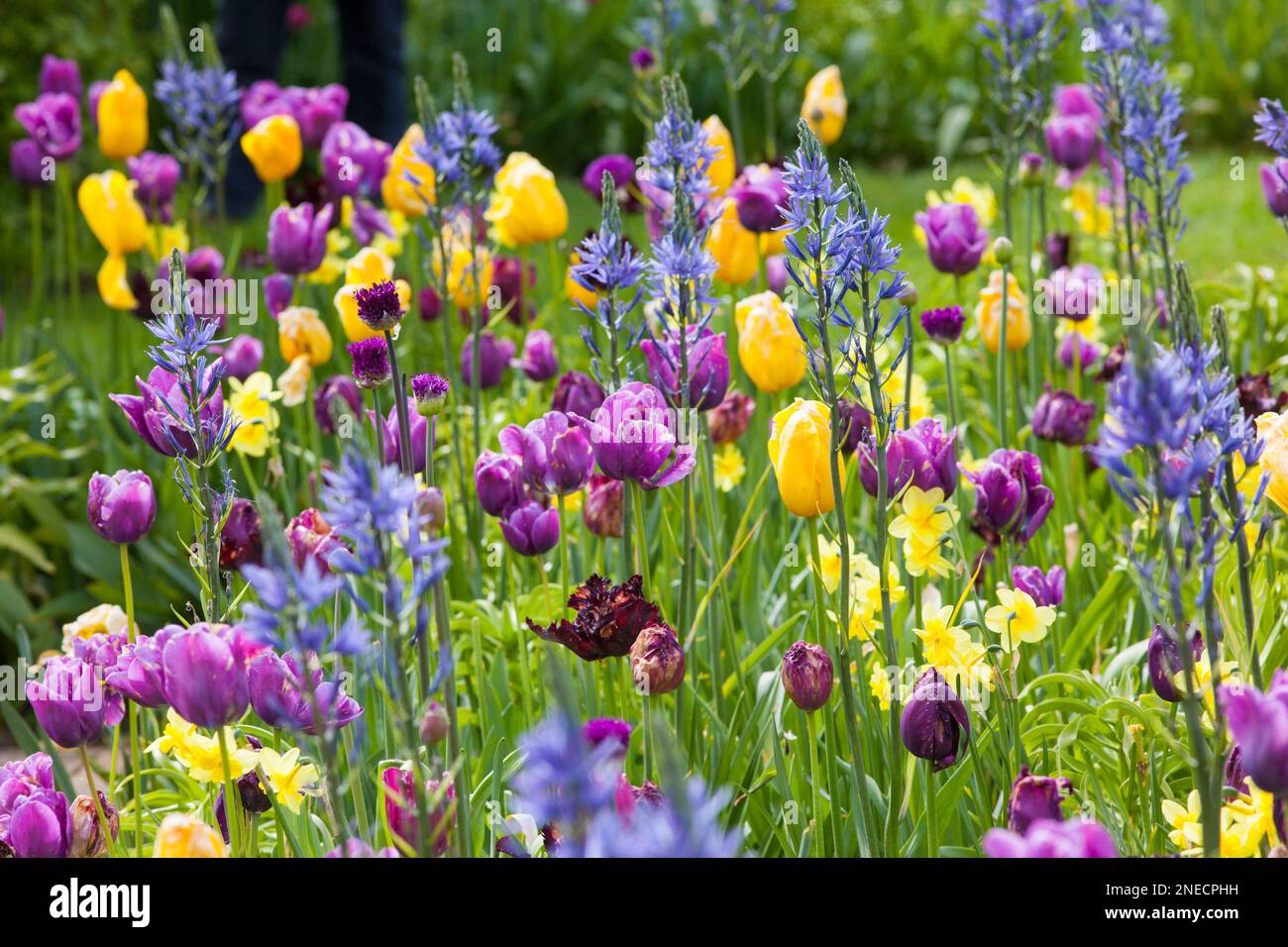 Gemischtes Tulpenbeet Stockfoto