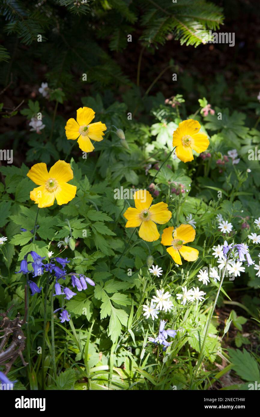 Früher Sommer Cottage Garten mit California Poppies, Nähkraut und Bluebells Stockfoto