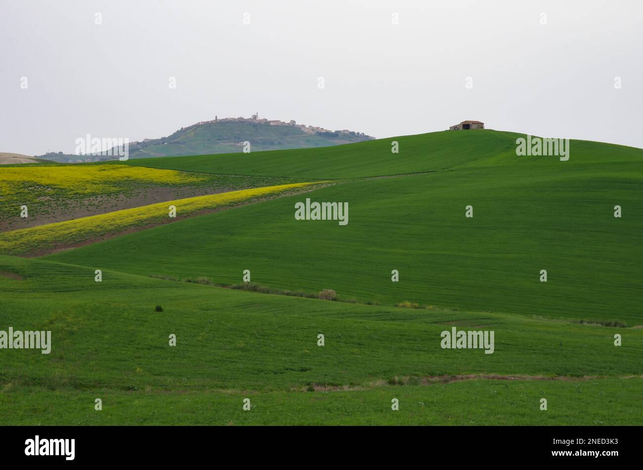 Frühling in der Landschaft von Lower Molise mit dem noch grünen Weizen, einem alten Bauernhaus, dem blauen Himmel und dem Gelb der Wildblumen Stockfoto