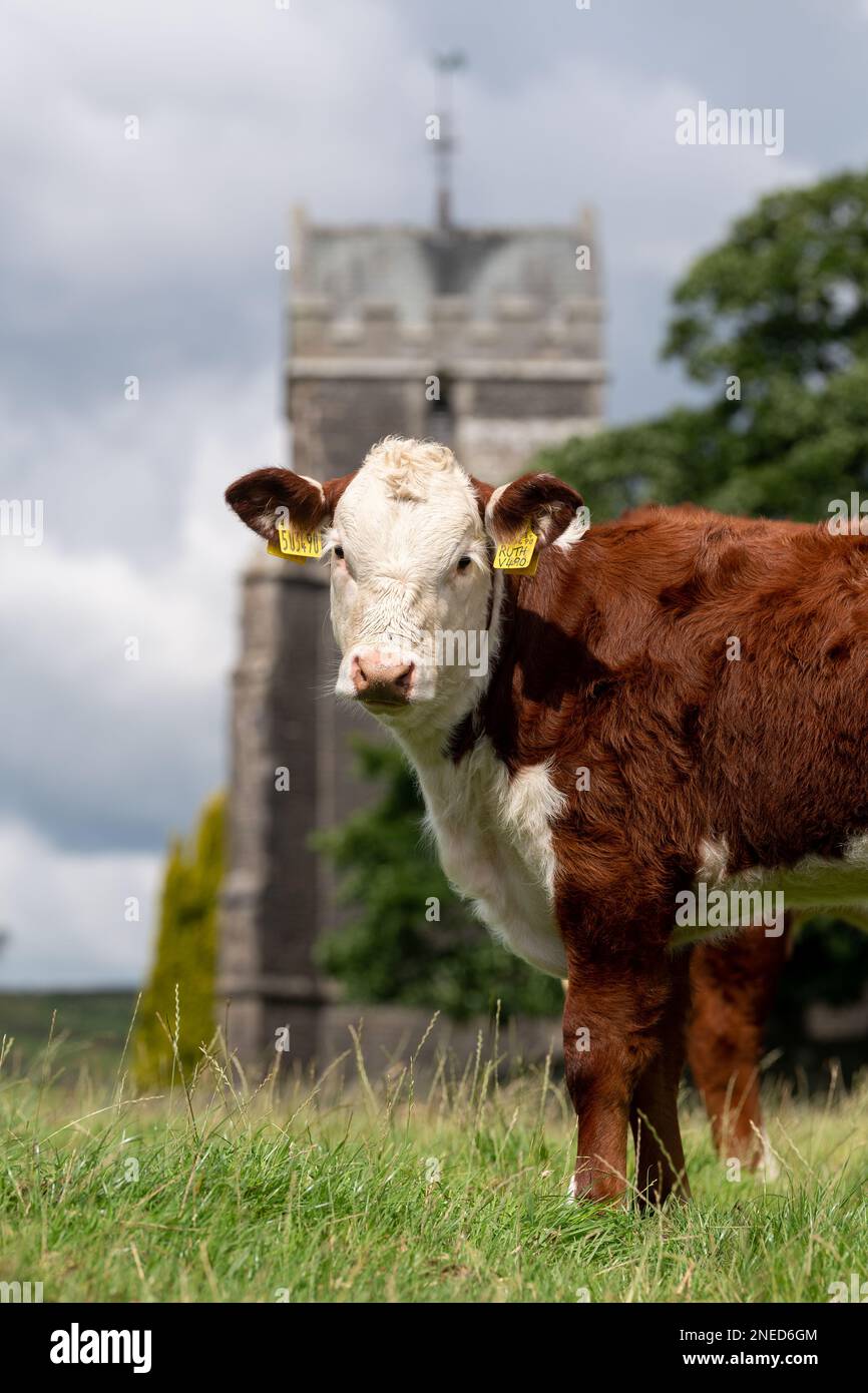 Hereford-Rinder, eine alte englische einheimische Rinderrasse, auf einer Berglandweide, mit einer alten englischen ländlichen Kirche im Hintergrund. Kirkby Lonsdale, Cumbria, Stockfoto