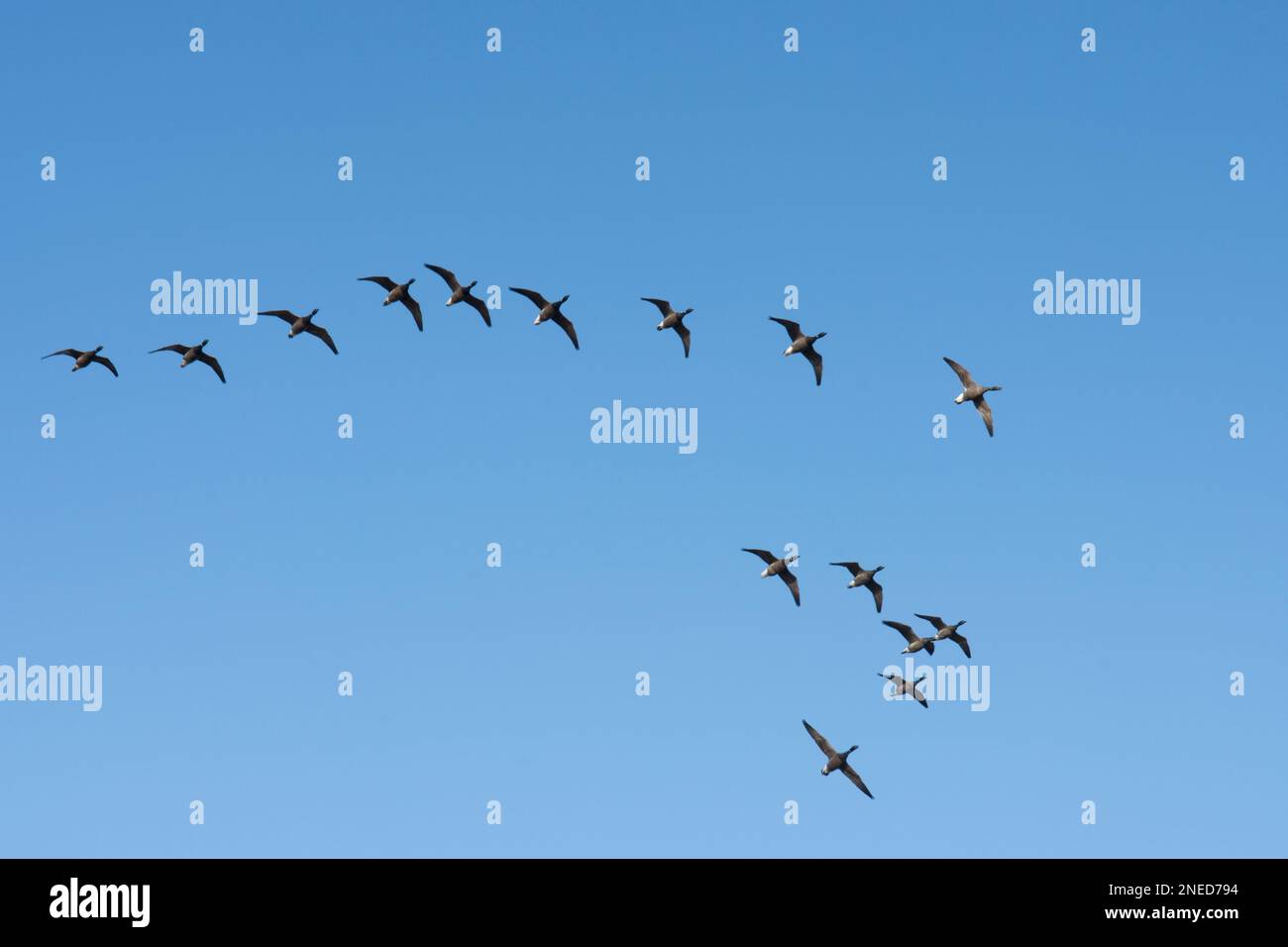 Brent Gänse, Branta bernicla, Herde, die in V-Formation fliegt, Sussex, Großbritannien, Februar Stockfoto