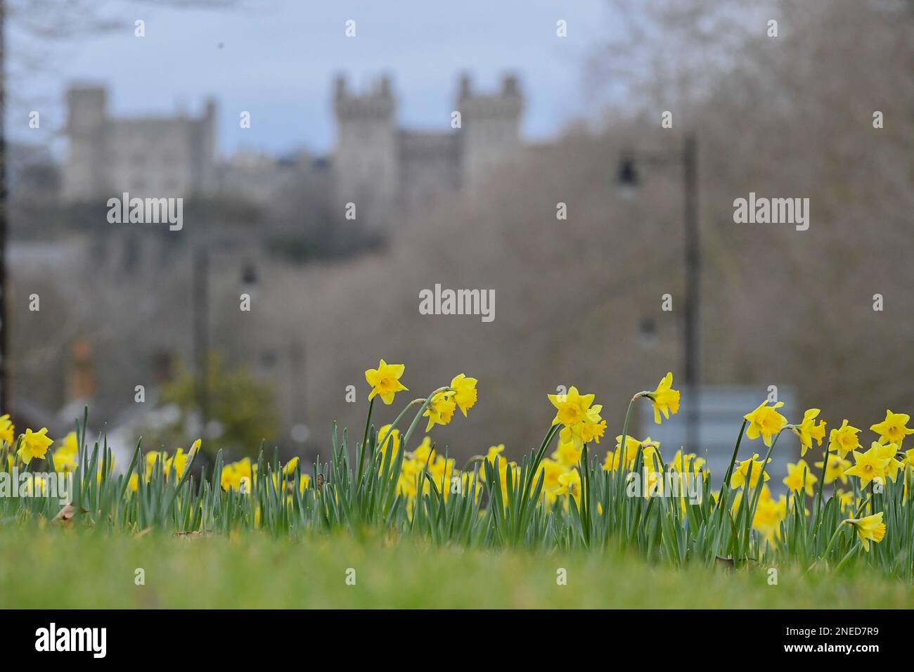 Windsor, Großbritannien. 16. Februar 2023. Wunderschönes Narzissenbett in Windsor mit Windsor Castle im Hintergrund in Berkshire im Vereinigten Königreich. Kredit: Peter Nixon / Alamy Live News Stockfoto