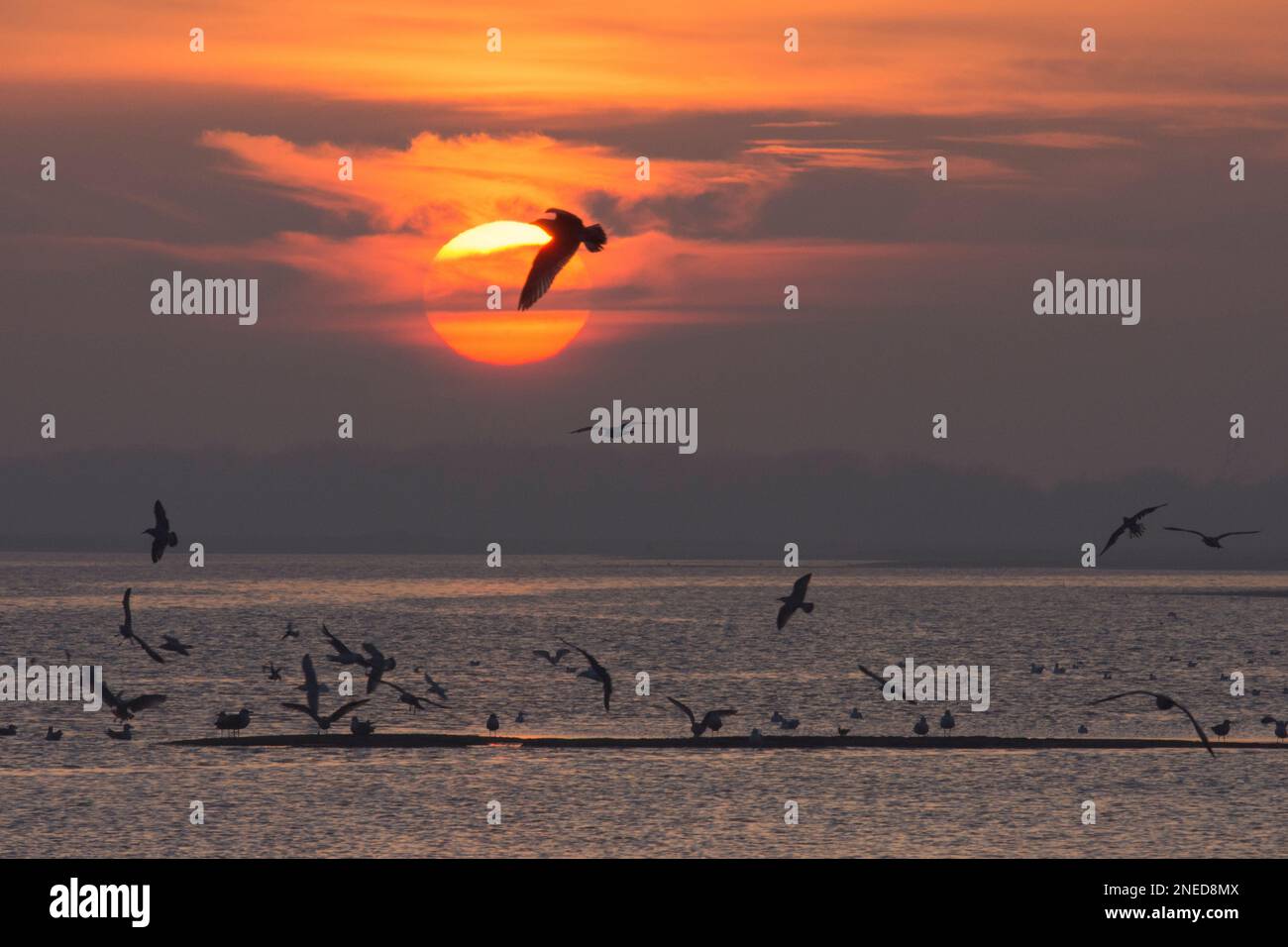 Nebeneinander: Möwen, die scheinbar orange und rot untergehen, andere Schwarzkopfmöwen fliegen, Pagham Harbour, Sussex, Winter Stockfoto