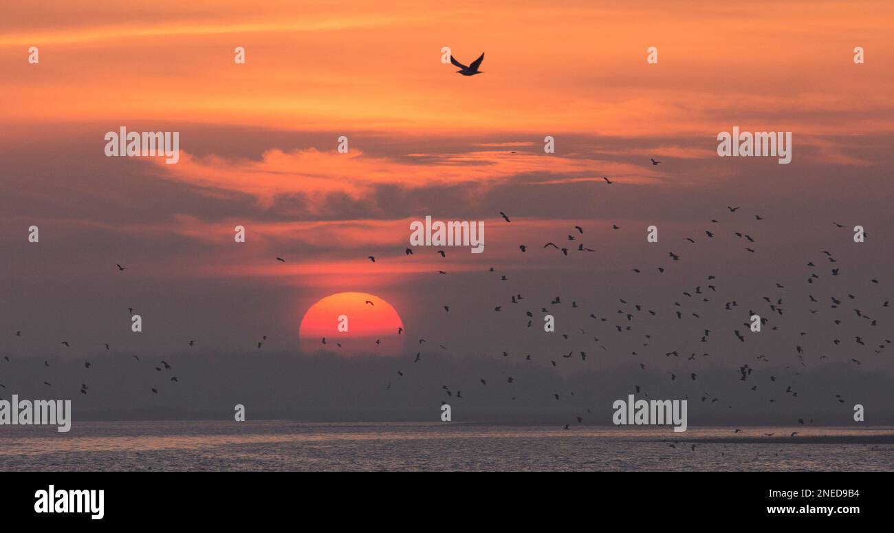 Lapwing, Peewit, Vanellus vanellus, Herde, die vor einer rot-orange untergehenden Sonne über dem Wasser im Hafen von Pagham, Sussex, Februar fliegt, ein Möbelkopf Stockfoto