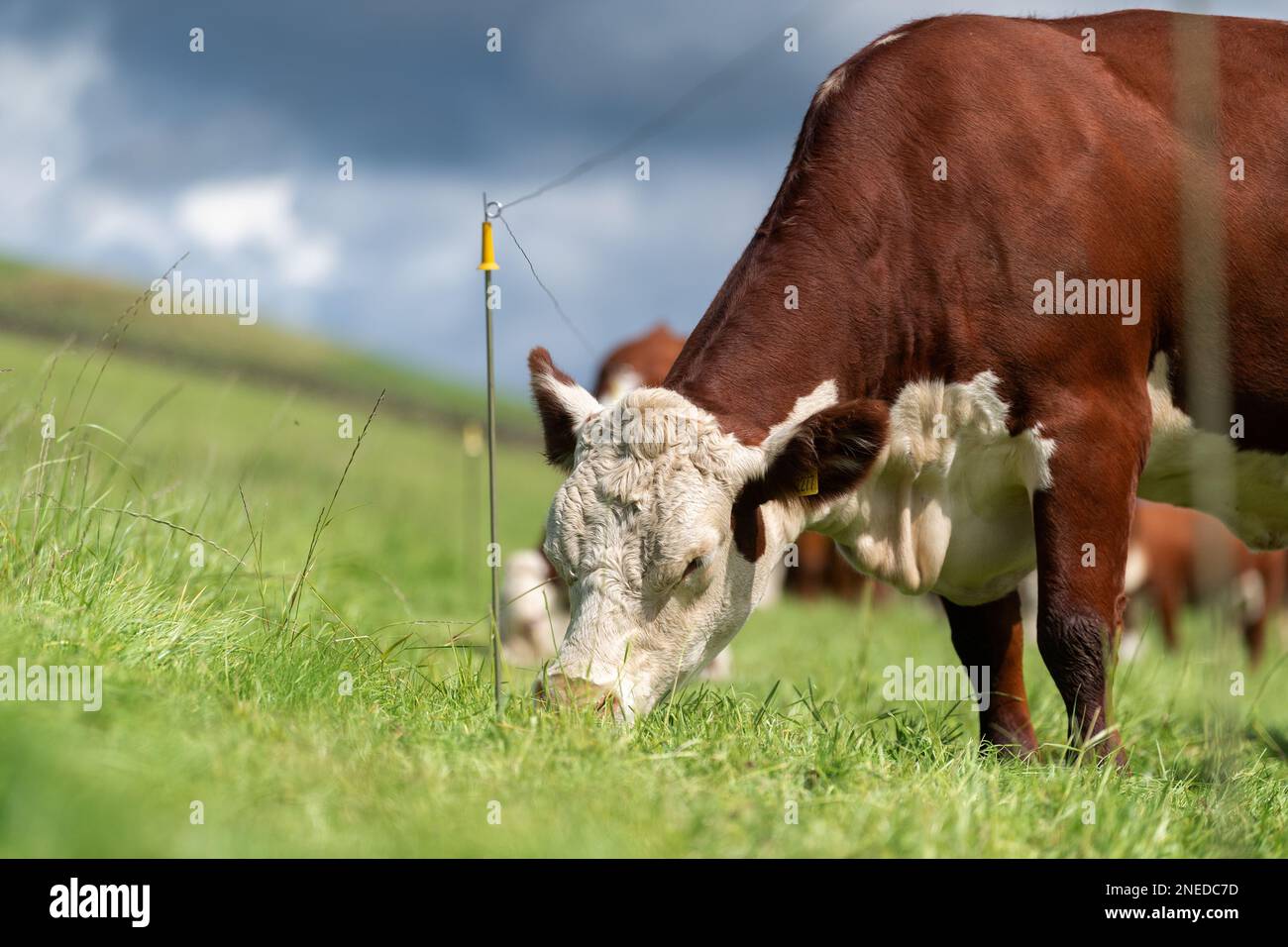 Hereford-Rinder grasen auf Weiden, hinter einem Elektrozaun. Cumbria, Großbritannien. Stockfoto