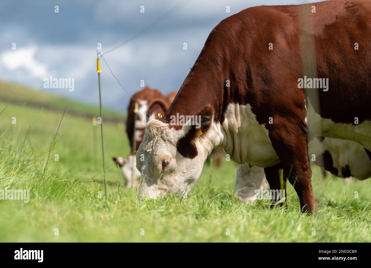 Hereford-Rinder grasen auf Weiden, hinter einem Elektrozaun. Cumbria, Großbritannien. Stockfoto