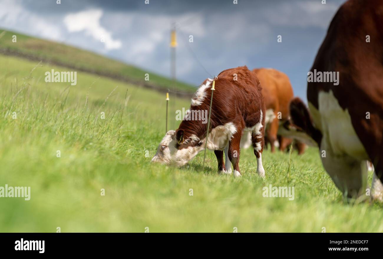 Hereford-Rinder grasen auf Weiden, hinter einem Elektrozaun. Cumbria, Großbritannien. Stockfoto