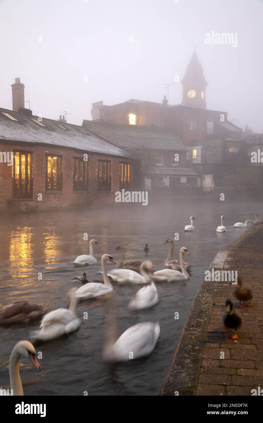 Schwäne im Morgennebel am Kennet und Avon Canal mit Rathaus dahinter, Newbury, Berkshire, England, Vereinigtes Königreich, Europa Stockfoto