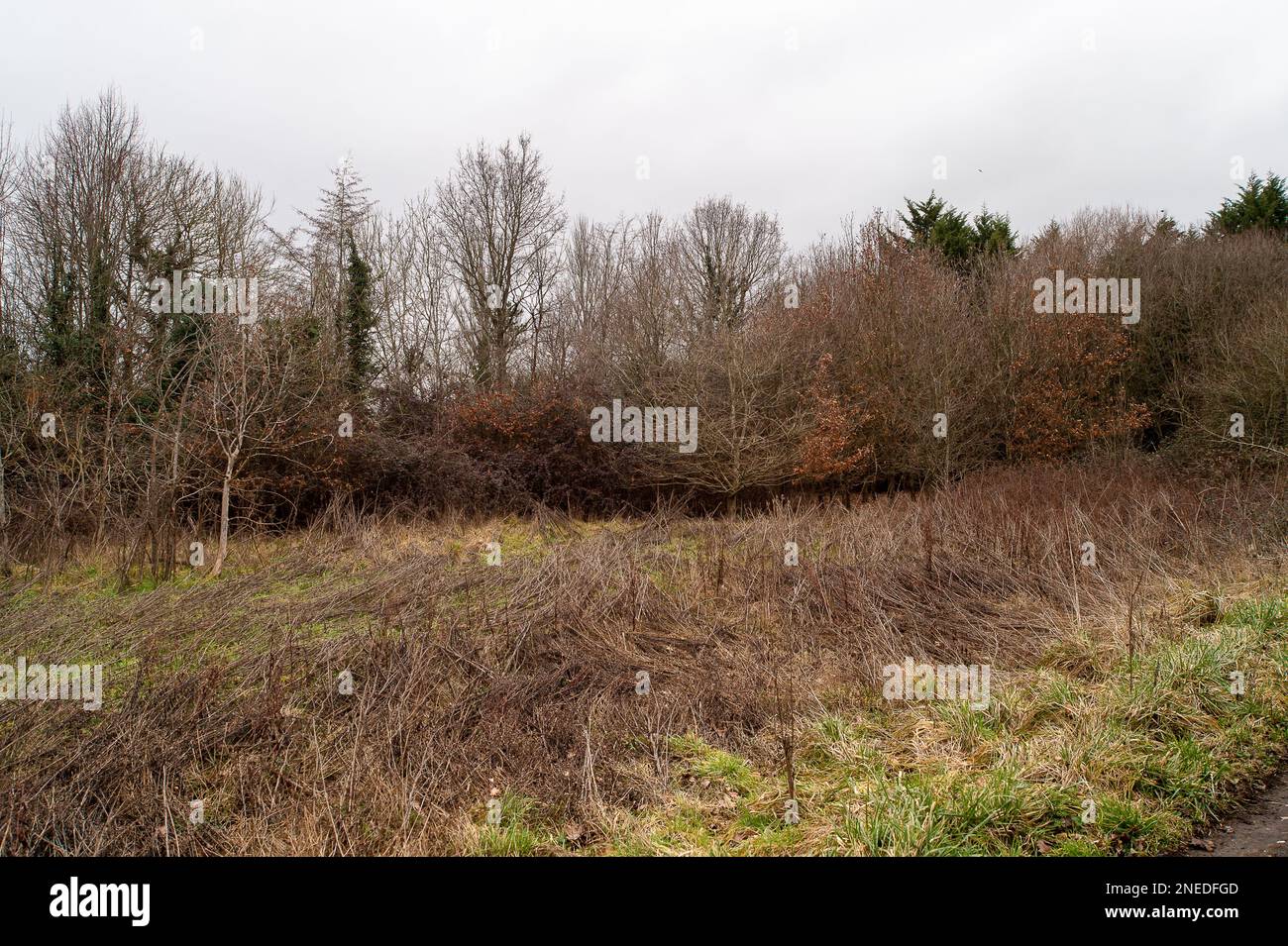 Windsor, Berkshire, Großbritannien. 16. Februar 2023. Eine große Fläche Grüngürtelland, die für 135 Wohnungen in West Windsor, Berkshire, vorgesehen ist, an der A308, die von den Entwicklern Wates gekauft wurde, wurde an Crest Nicholson für eine nicht offengelegte Summe verkauft. Royal Borough von Windsor und Maidenhead Planer haben im vergangenen Jahr Pläne für das Entwicklungsprinzip genehmigt. Da die Parzelle in den Stadtplan aufgenommen wurde, wird sie für Entwicklungszwecke aus dem Green-Belt-Status gestrichen. Wates wird ein weiteres riesiges Paket Green Belt behalten und sich um eine Planungsgenehmigung für den Bau von 320 Hom bemühen Stockfoto