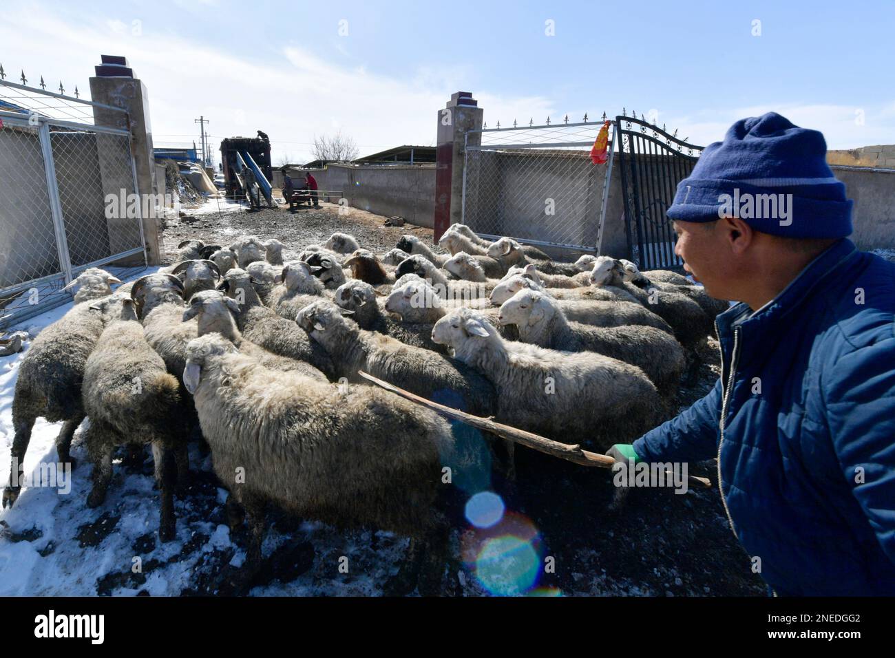 Gulang, Chinas Provinz Gansu. 15. Februar 2023. Ein Dorfbewohner treibt Schafe aus ihren Büchern zum Verkauf in Huanghuatan Town im Gulang County, Nordwestchina Gansu Province, 15. Februar 2023. In den letzten Jahren hat Gulang die Rinder- und Schafzuchtindustrie intensiv weiterentwickelt, um die Wiederbelebung des ländlichen Raums und eine qualitativ hochwertige Entwicklung zu fördern. Kredit: Fan Peishen/Xinhua/Alamy Live News Stockfoto