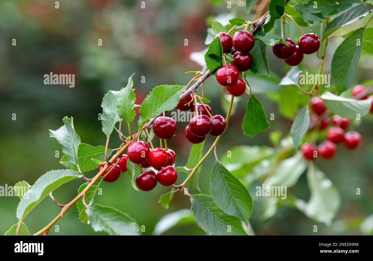 Kirschen auf einem Kirschbaum, Moesbach, Schwarzwald, Ortenau, Baden-Württemberg, Deutschland Stockfoto