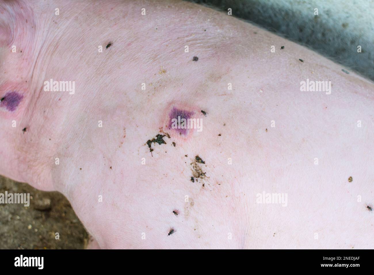 Nahaufnahme eines Schweines mit Schweinerotlauf Stockfoto