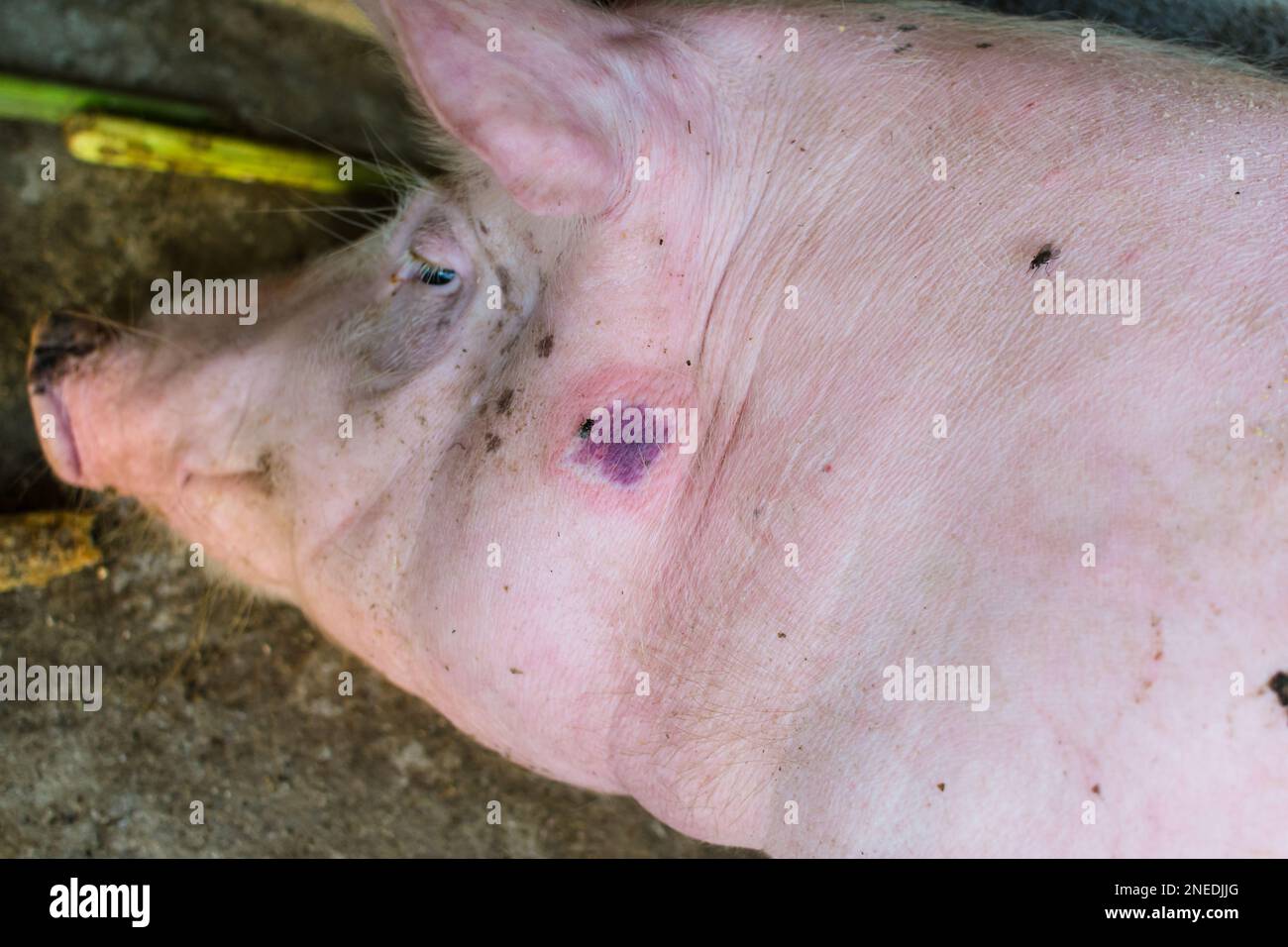 Nahaufnahme eines Schweines mit Schweinerotlauf Stockfoto