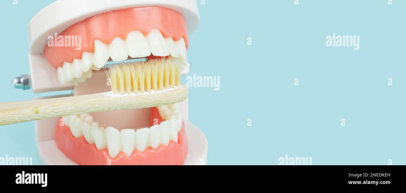 Zahnprothese Zahnzähne Modellprothesen und hölzerne Zahnbürste auf blauem Hintergrund Modell des Kiefers wird verwendet, um zu zeigen, wie menschliche Zähne und Kieferkranke Stockfoto