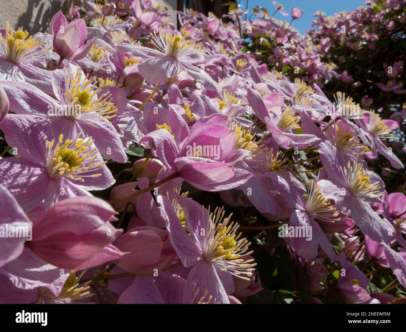 Großbritannien, England, Devon. Ein Hüttengarten. 13. Mai. Clematis Montana, Stockfoto