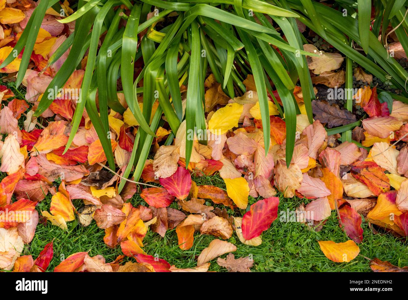 Großbritannien, England, Devon. Ein Hüttengarten. 27. Oktober. Herbstliche Herbstblätter. Stockfoto