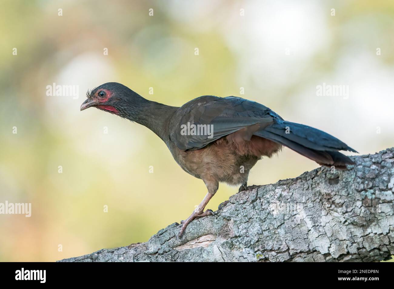 Chaco chachalaca, Ortalis canicollis, alleinstehender Erwachsener auf einem Ast des Baumes, Pantanal, Brasilien Stockfoto