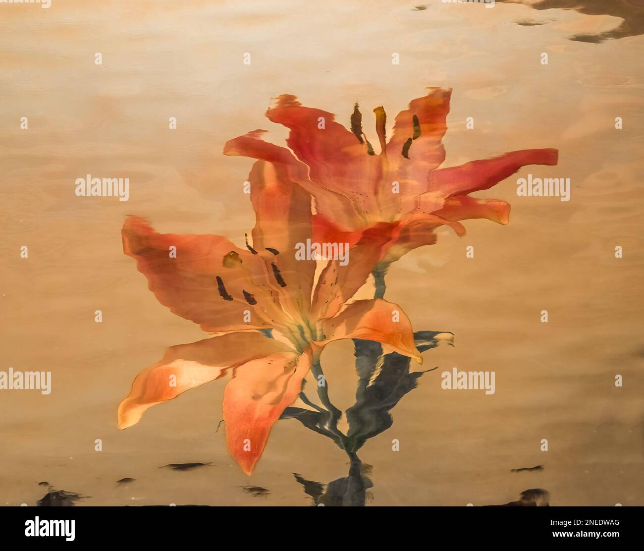 Impressionistischer Blick auf pinkfarbene und weiße Stargazer-Lilien Stockfoto