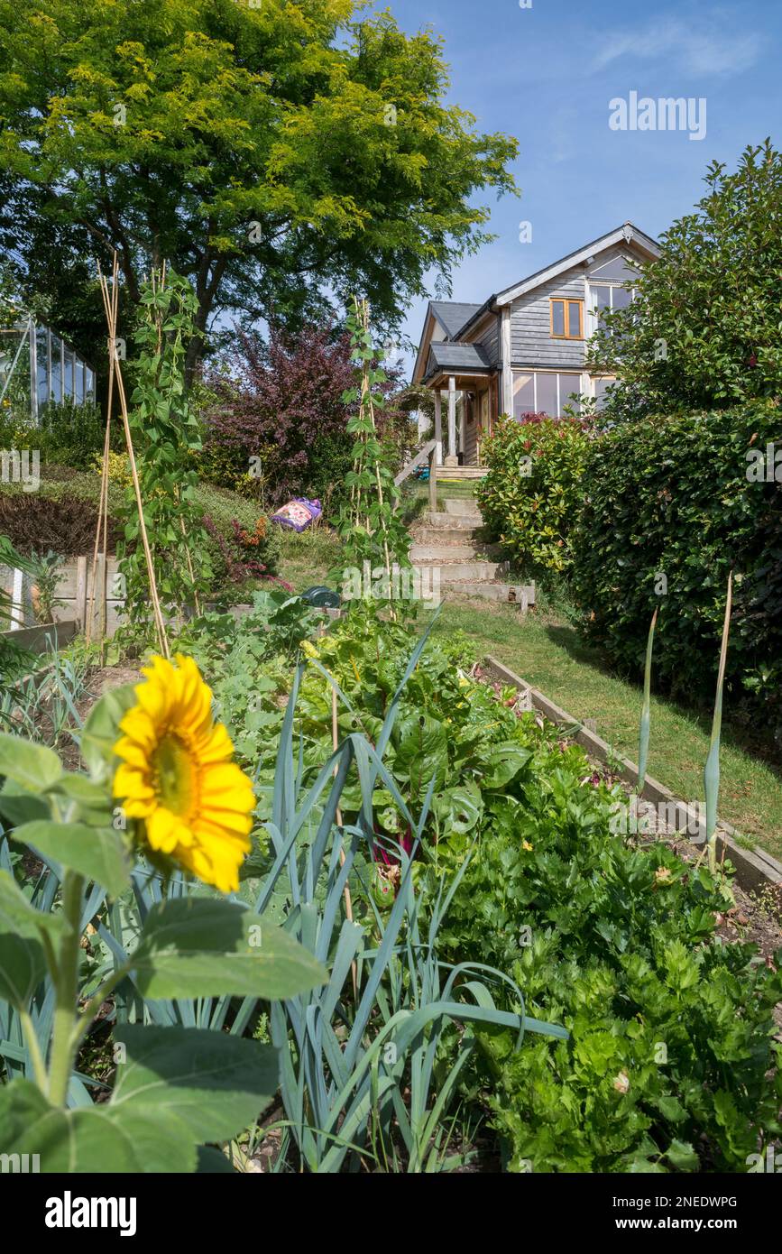 Großbritannien, England, Devon. Ein Hüttengarten. 1. September. Sonnenblumen, Lauch-Bohnen, Porree, Sellerie und mangold. Stockfoto