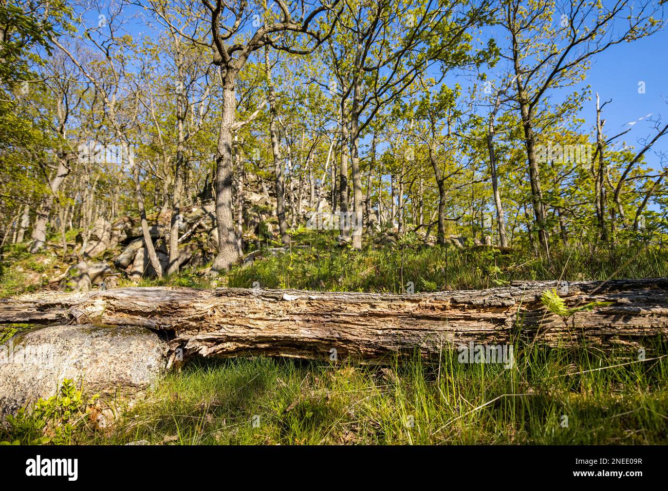 Erleben Sie Naturwanderungen im Harz Bodetal Stockfoto