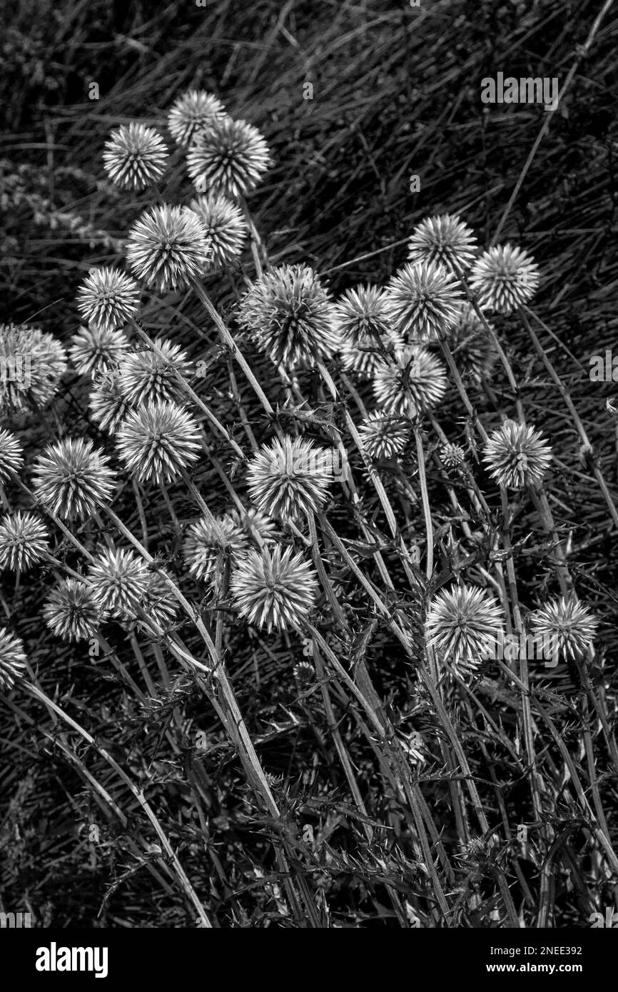 Nahaufnahme Schwarz-Weiß-Eindruck von trockenen Blumen, verschwommener Grashintergrund Stockfoto